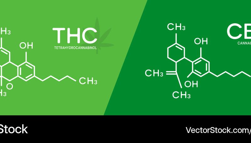 ผลิตภัณฑ์ CBD:THC หลายอัตราส่วนเรียงจากซ้ายไปขวา ขวดน้ำมันป้าย 20:1, 10:1, 1:1, 1:4 และดอกสมุนไพรติดป้ายอัตราส่วนแต่ละขวด มีแถบสีแสดงสัดส่วน CBD สีเขียวและ THC สีแดงในแต่ละฉลาก
